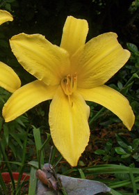 Hemerocallis 'Yellow Pinwheel'